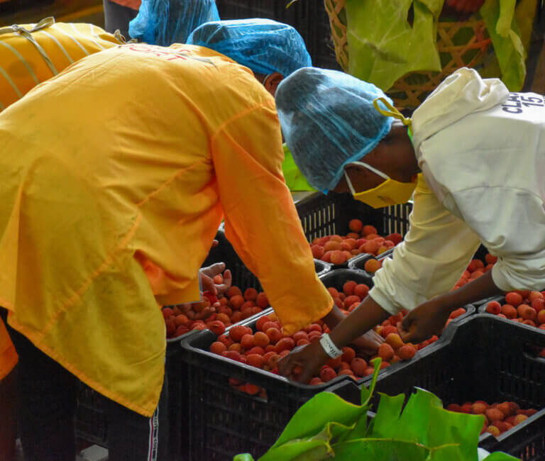 Campagne Litchi Sodiat Export